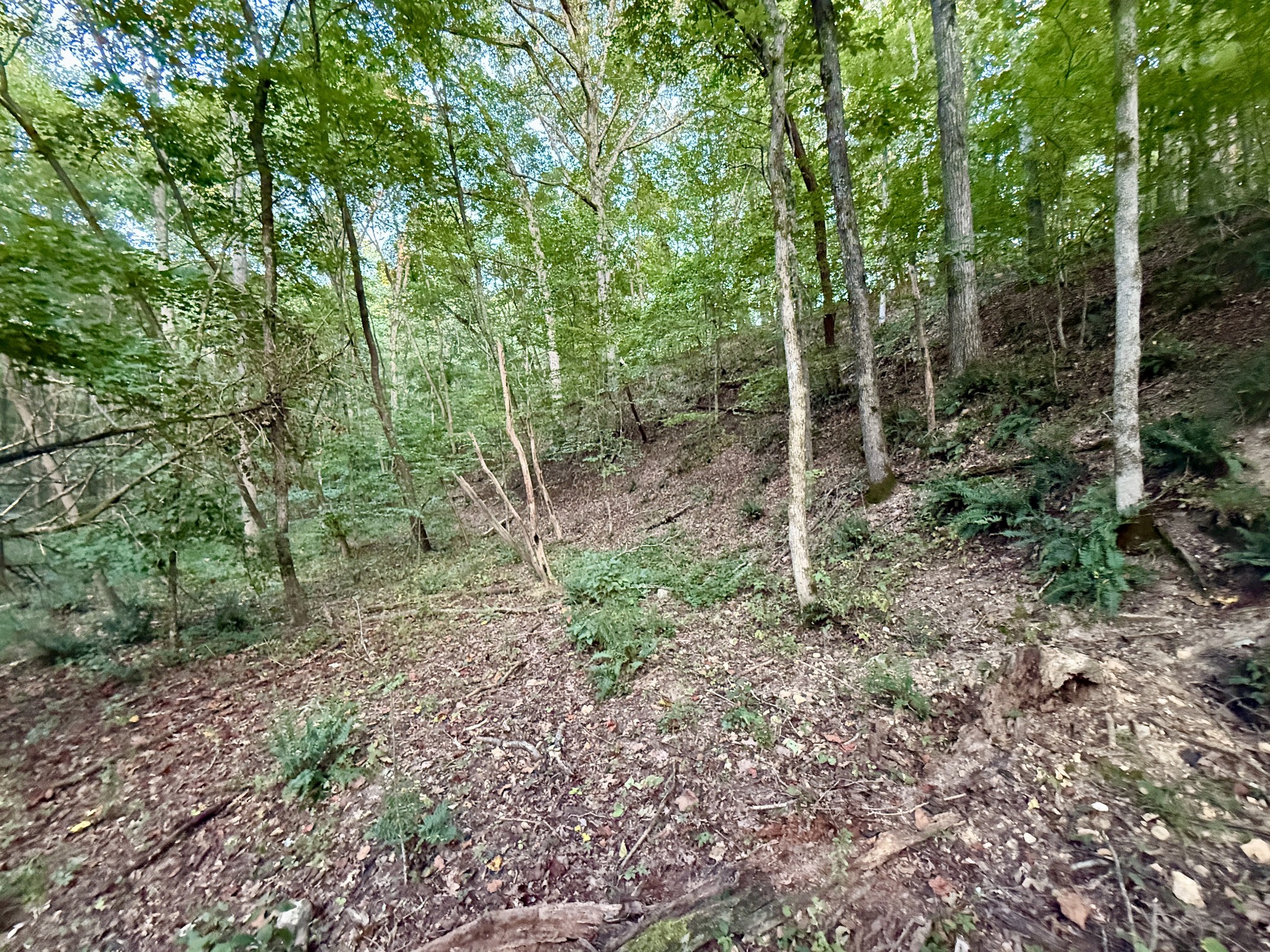 1 Hillcrest Road Dickson, TN 37055 - Photo 10 of 18 a view of a forest that has large trees