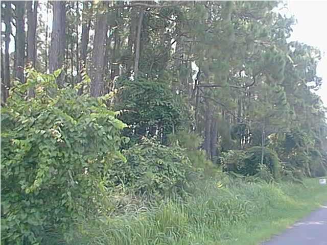 0 Hwy C30a Santa Rosa Beach Santa Rosa Beach, FL 32459 - Photo 3 of 4 a plant view