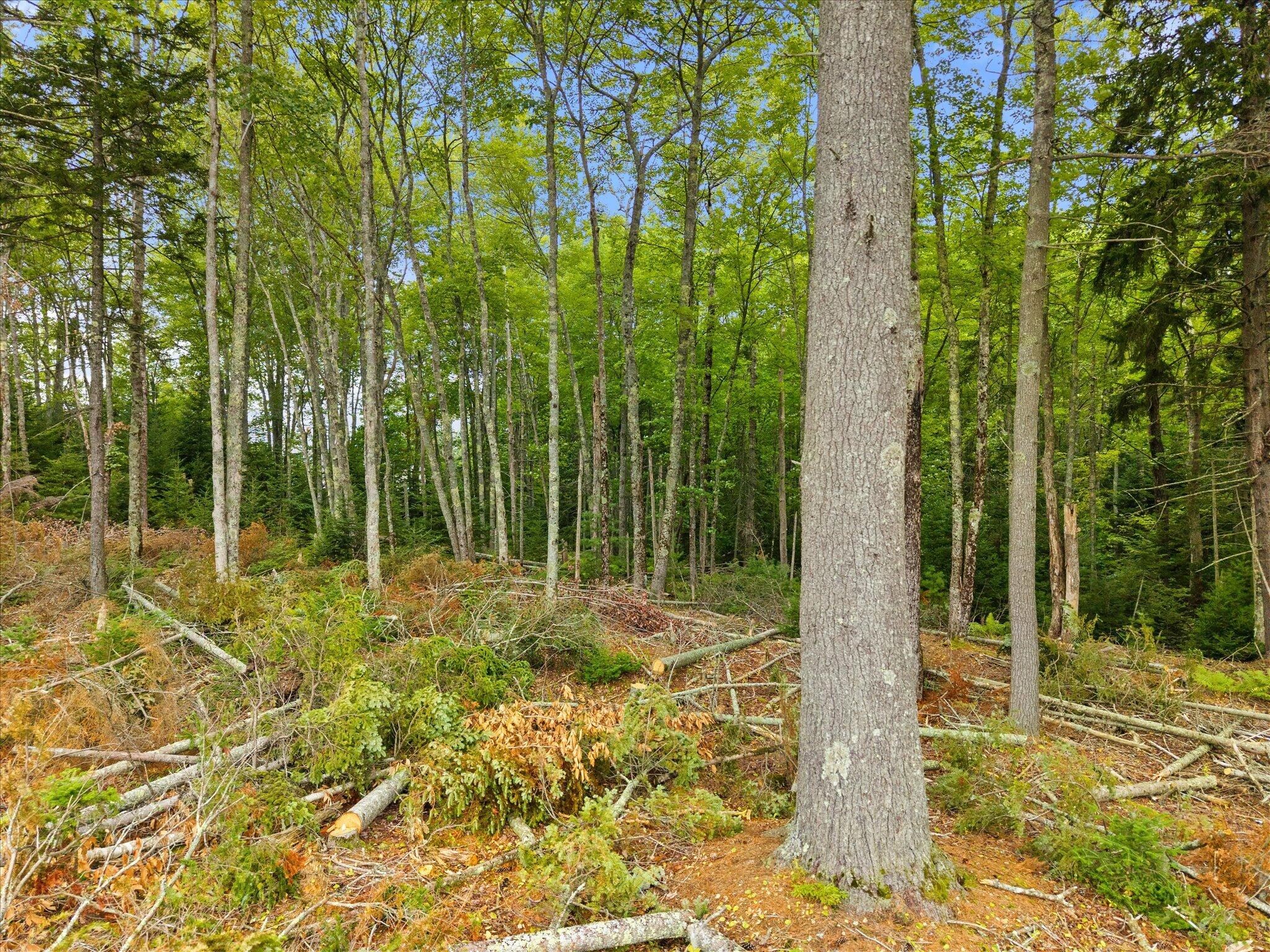 0 Bayside Road Ellsworth, ME 04605 - Photo 9 of 17 09-Beechland Rd