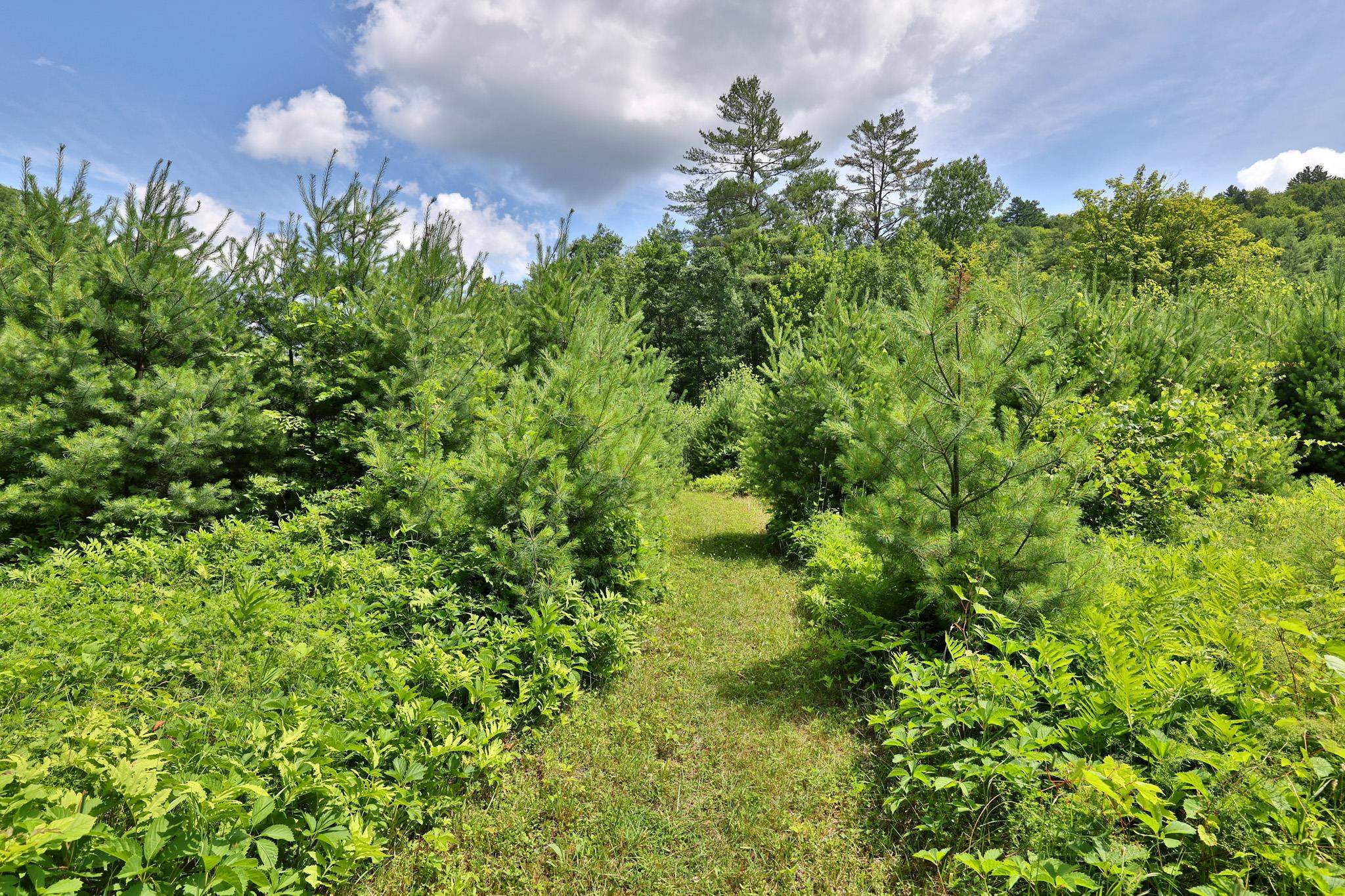 333 Childrens Camp Road Stockbridge, VT 05772 - Photo 34 of 43 Gallery Image 34