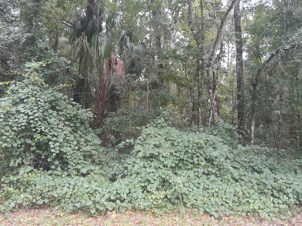 Tbd Northwest 172nd Place Reddick, FL 32686 - Photo 4 of 4