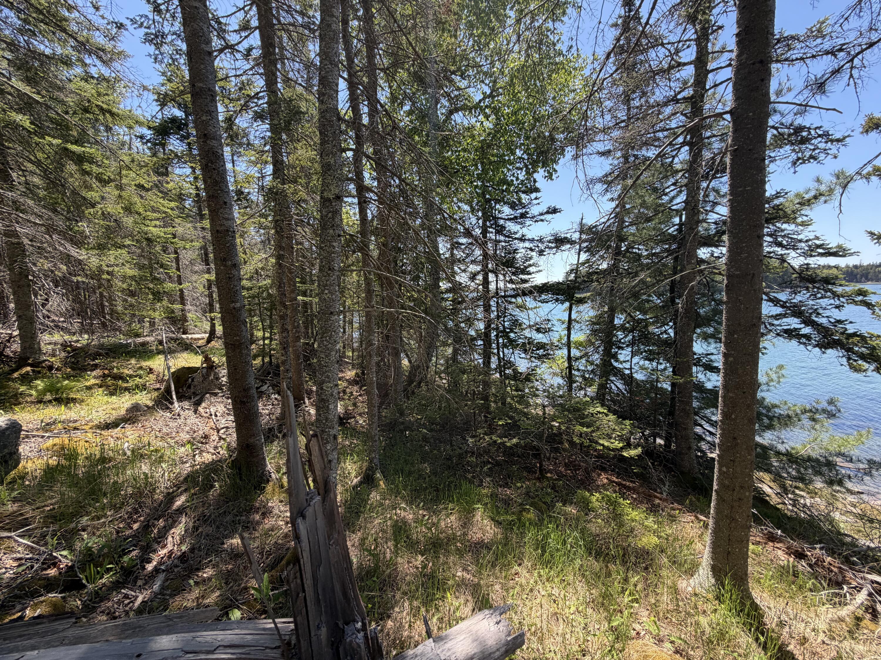 Lot 27 Breezy Bay Road Bar Harbor, ME 04609 - Photo 14 of 16 woods at shore