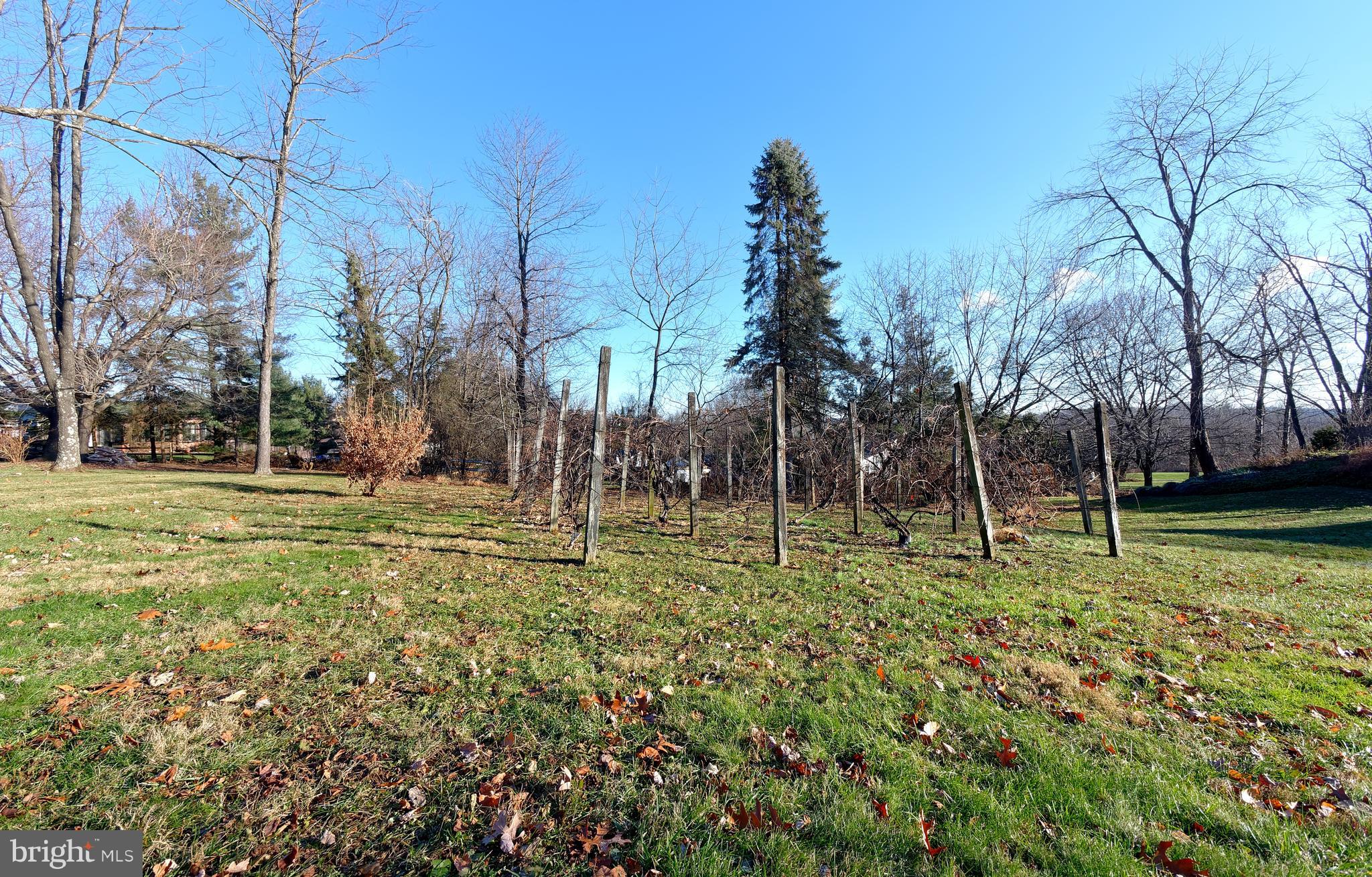 7724 Locust Valley Road Coopersburg, PA 18036 - Photo 39 of 43 Back yard and vines