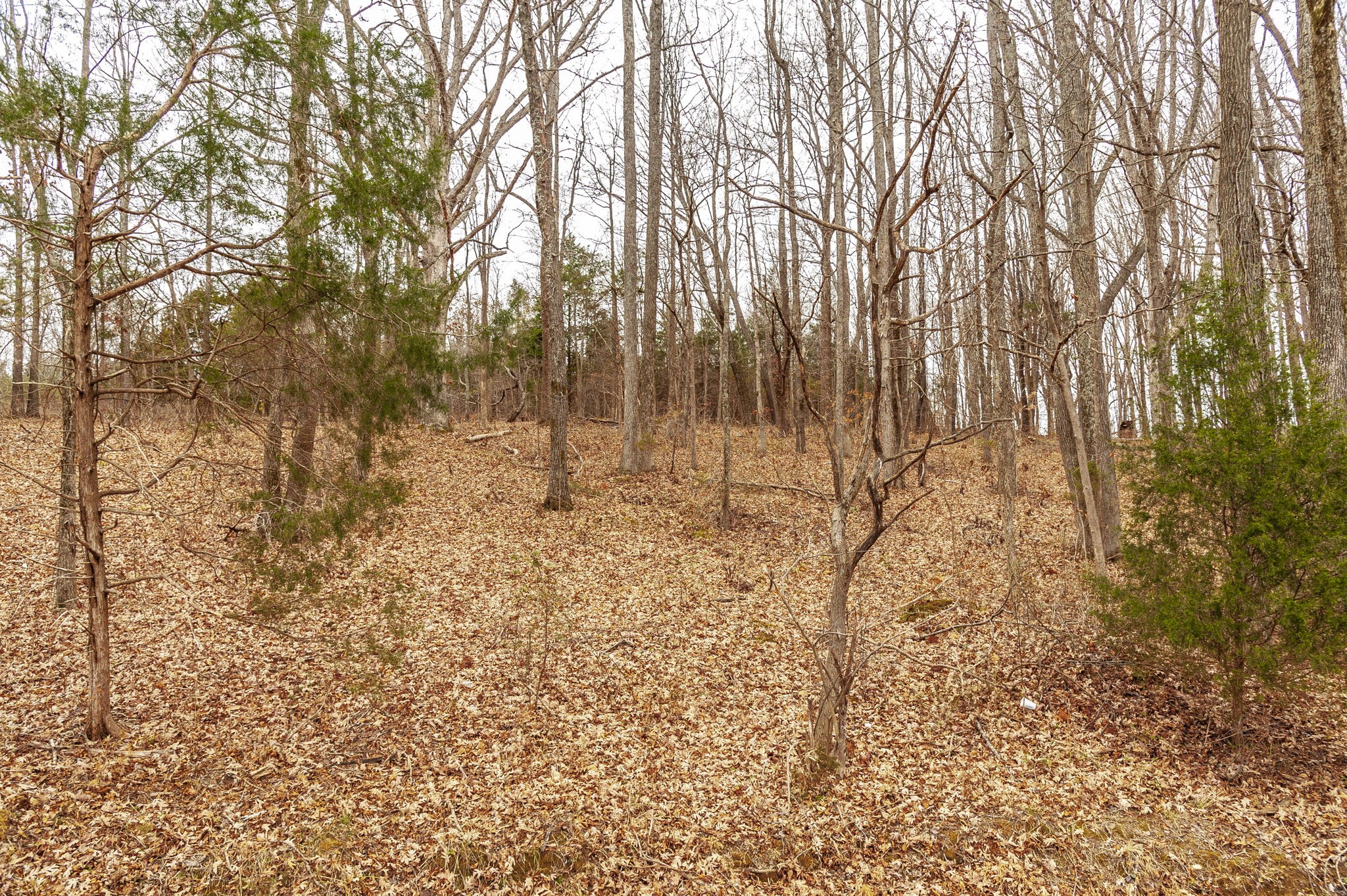 512 North Happy Hollow Road Portland, TN 37148 - Photo 7 of 10