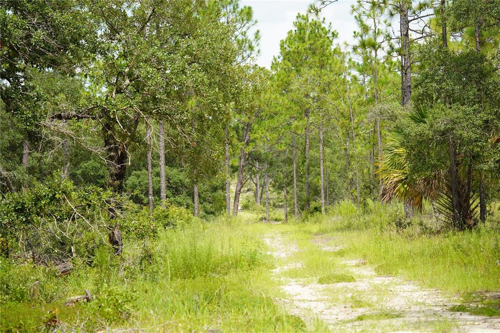 121 Southeast State Road Morriston, FL 32668 - Photo 6 of 21