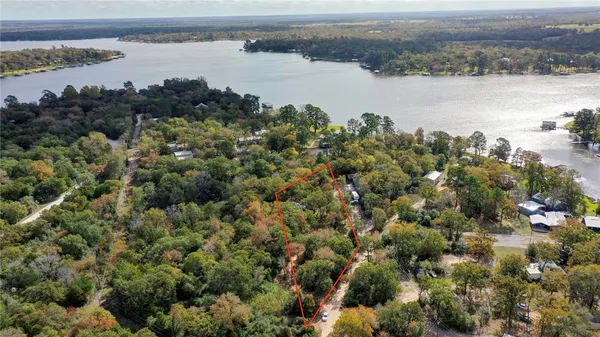 a close up of a tree