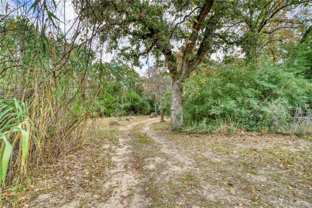 10232 Riley Green Road Franklin, TX 77856 - Photo 6 of 40 a view of a yard with a tree