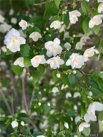 a close up of a white flower in a garden