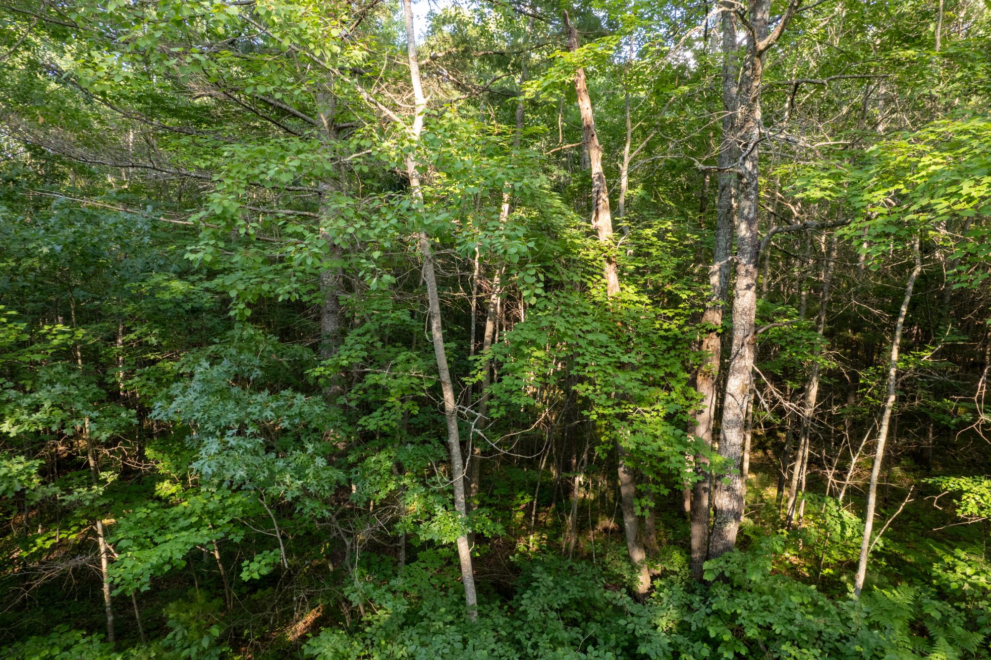 Lot 4-6 Dad's Lake Road Eagle River, WI 54521 - Photo 3 of 6