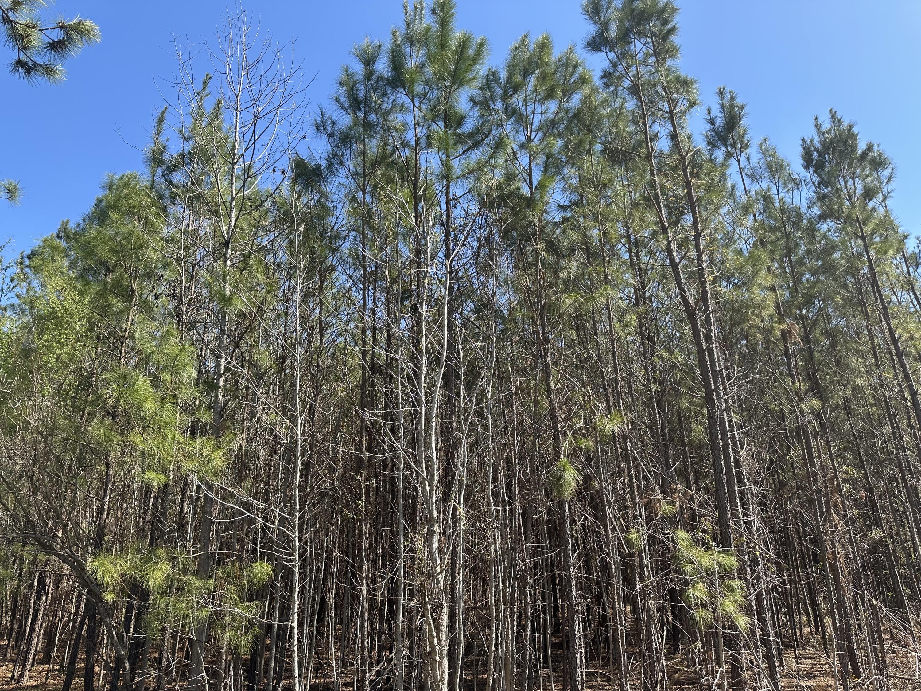1726 Highway 61 Ridgeville, SC 29472 - Photo 1 of 3 IMG_2320