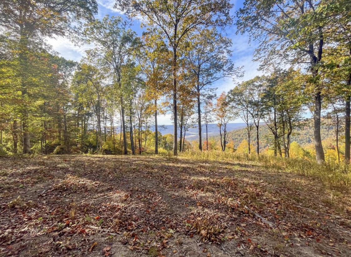 390 Volunteer Street Jasper, TN 37347 - Photo 22 of 37 a view of yard with tree