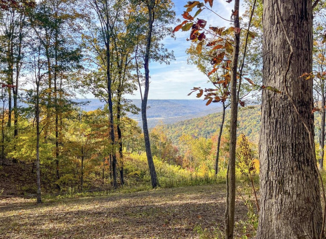 390 Volunteer Street Jasper, TN 37347 - Photo 7 of 37 a view of outdoor space with trees