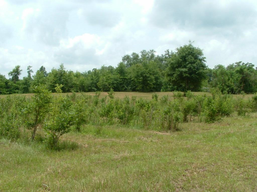60198 Smiling Acrs Road Amite, LA 70422 - Photo 11 of 20