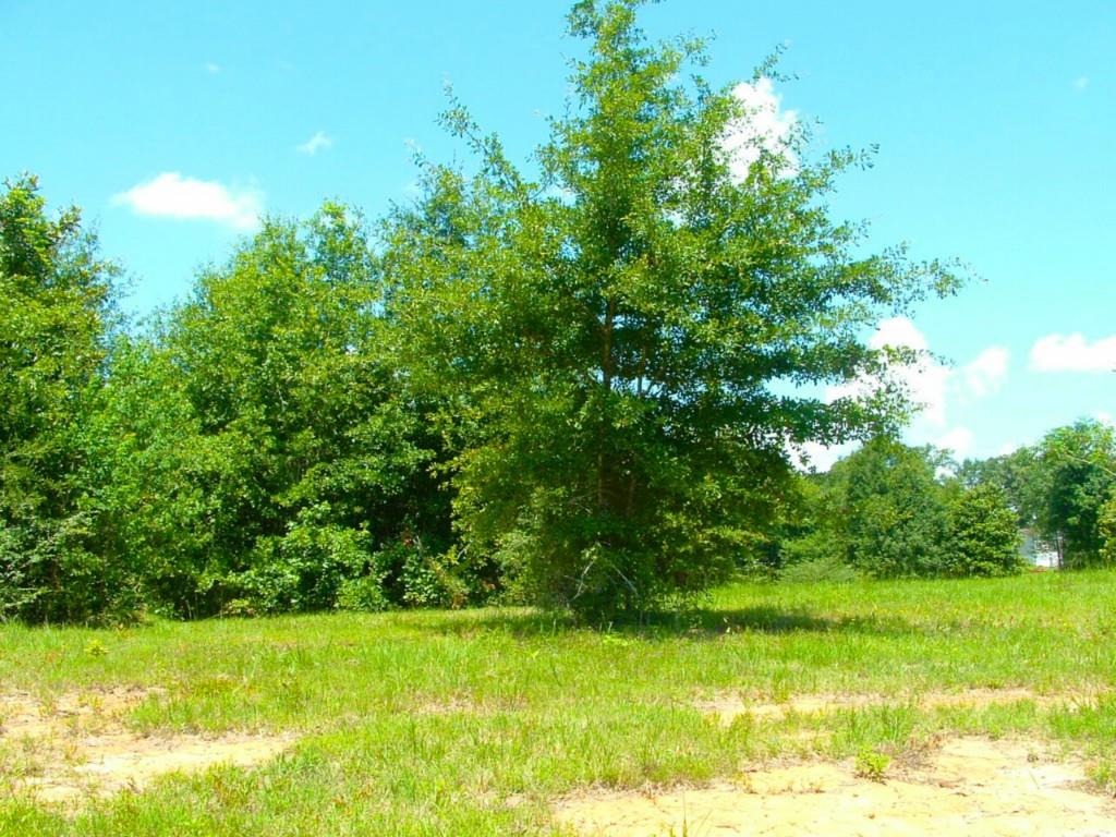 60198 Smiling Acrs Road Amite, LA 70422 - Photo 4 of 20