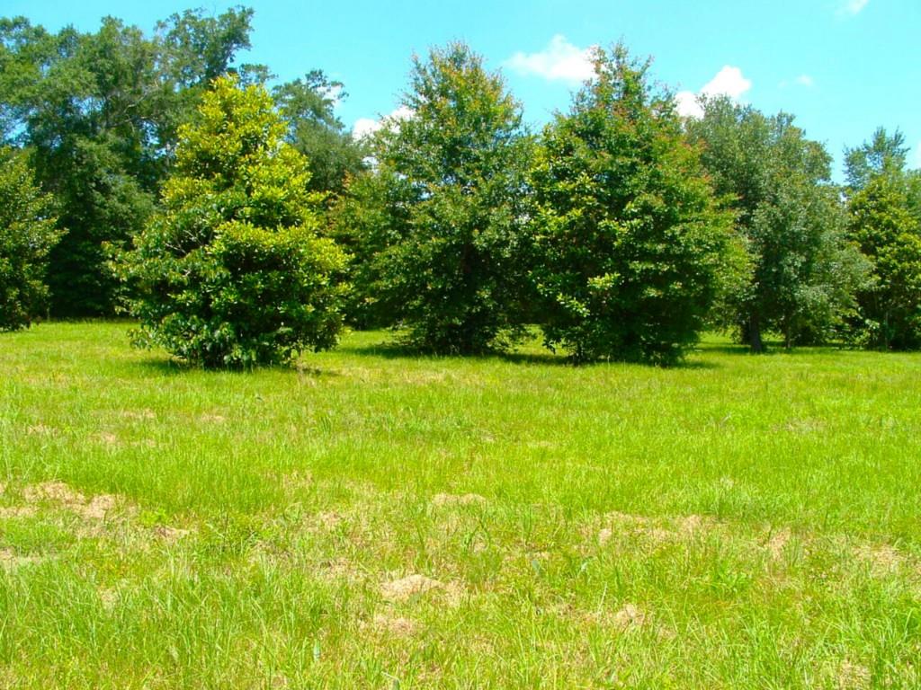 60198 Smiling Acrs Road Amite, LA 70422 - Photo 8 of 20
