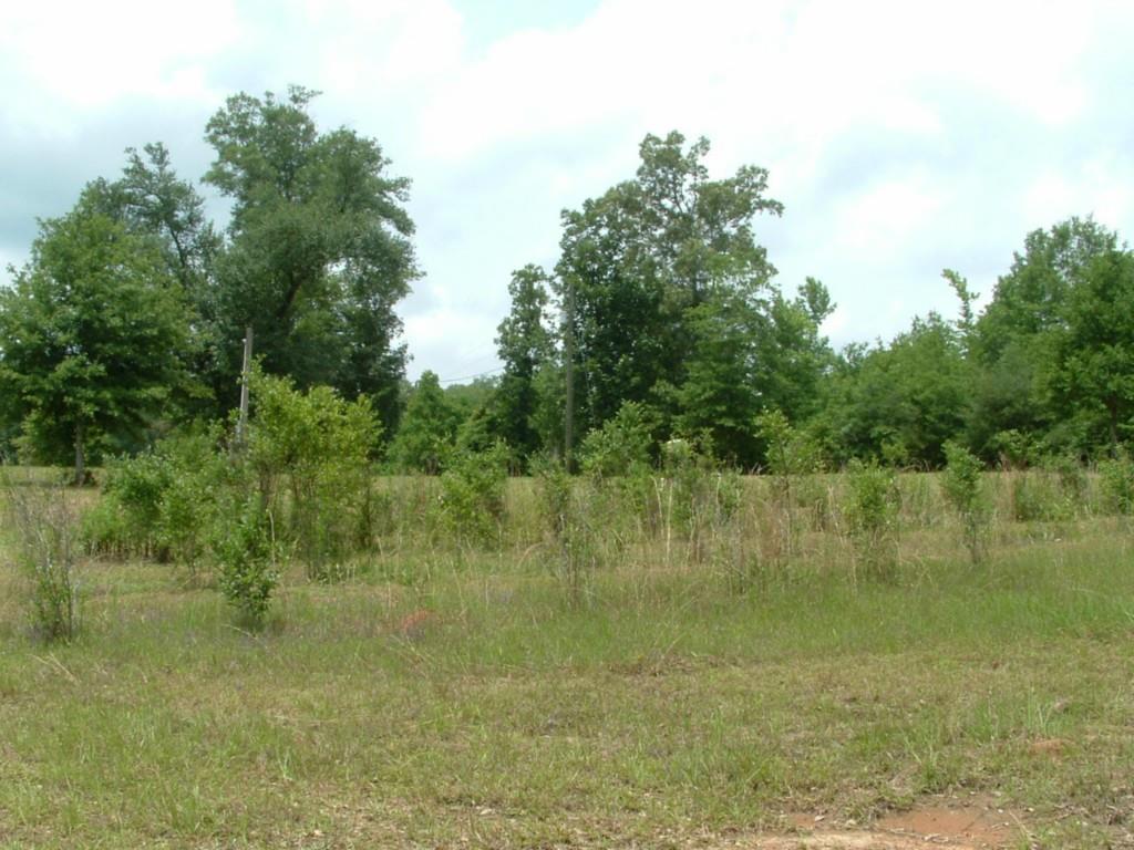 60198 Smiling Acrs Road Amite, LA 70422 - Photo 9 of 20