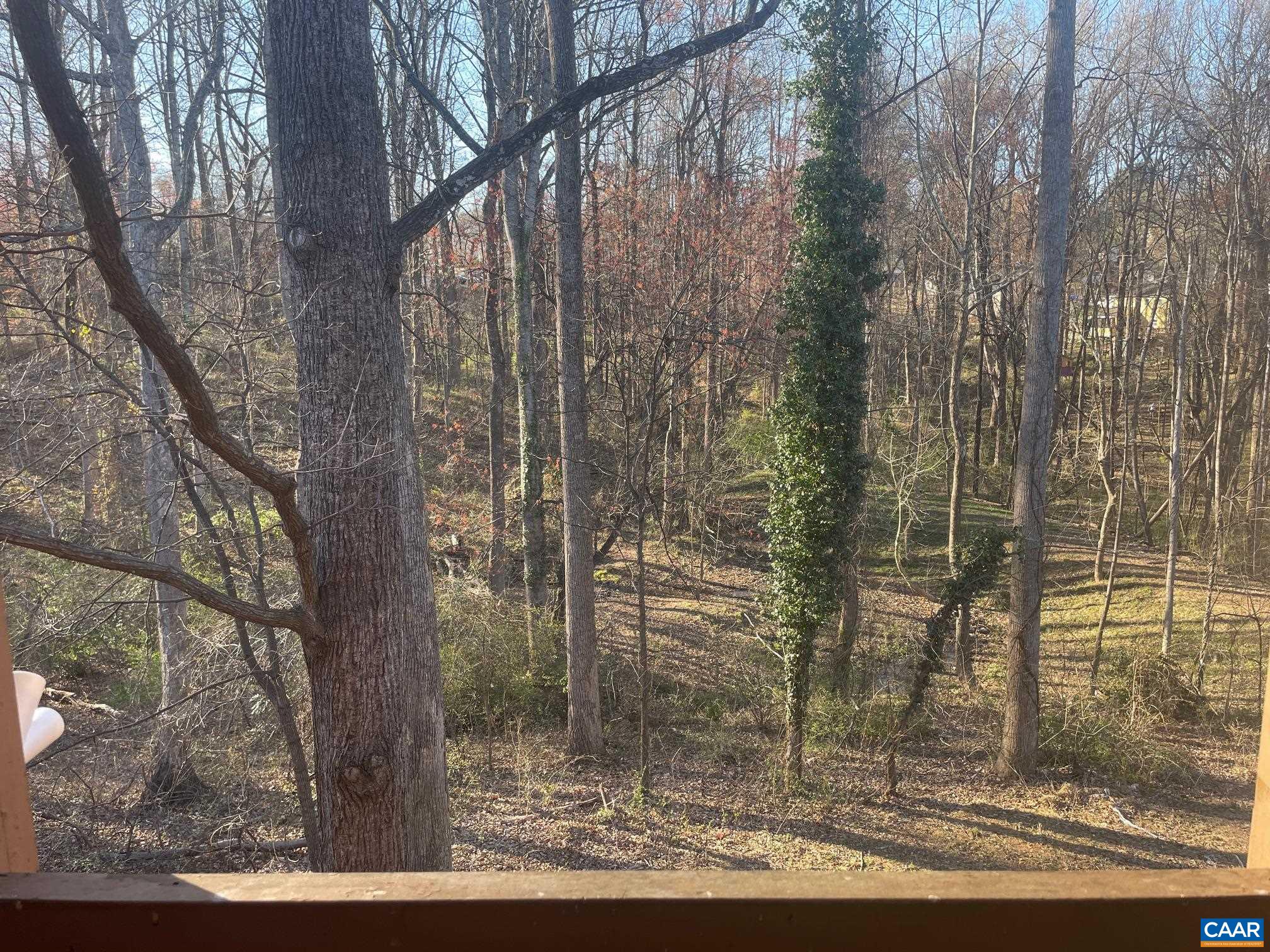 113 Turtle Creek Road, Unit 6 Charlottesville, VA 22901 - Photo 29 of 33 a view of a forest