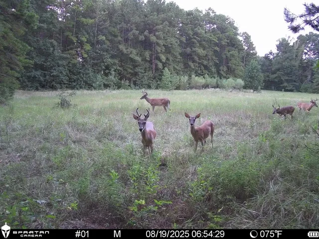 a view of a lake with a forest