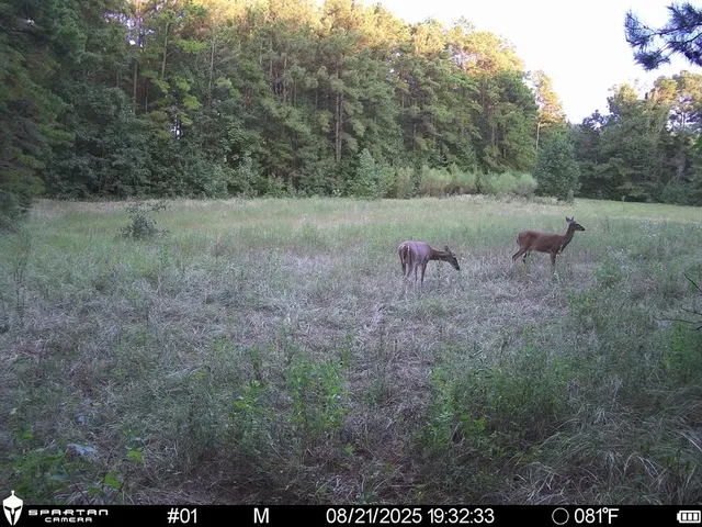 a view of a yard with large trees