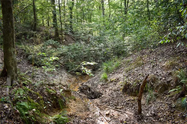 a view of a forest with a tree