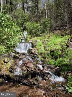 a view of a plant in a garden