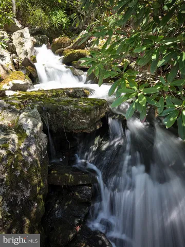 a view of some trees in a yard