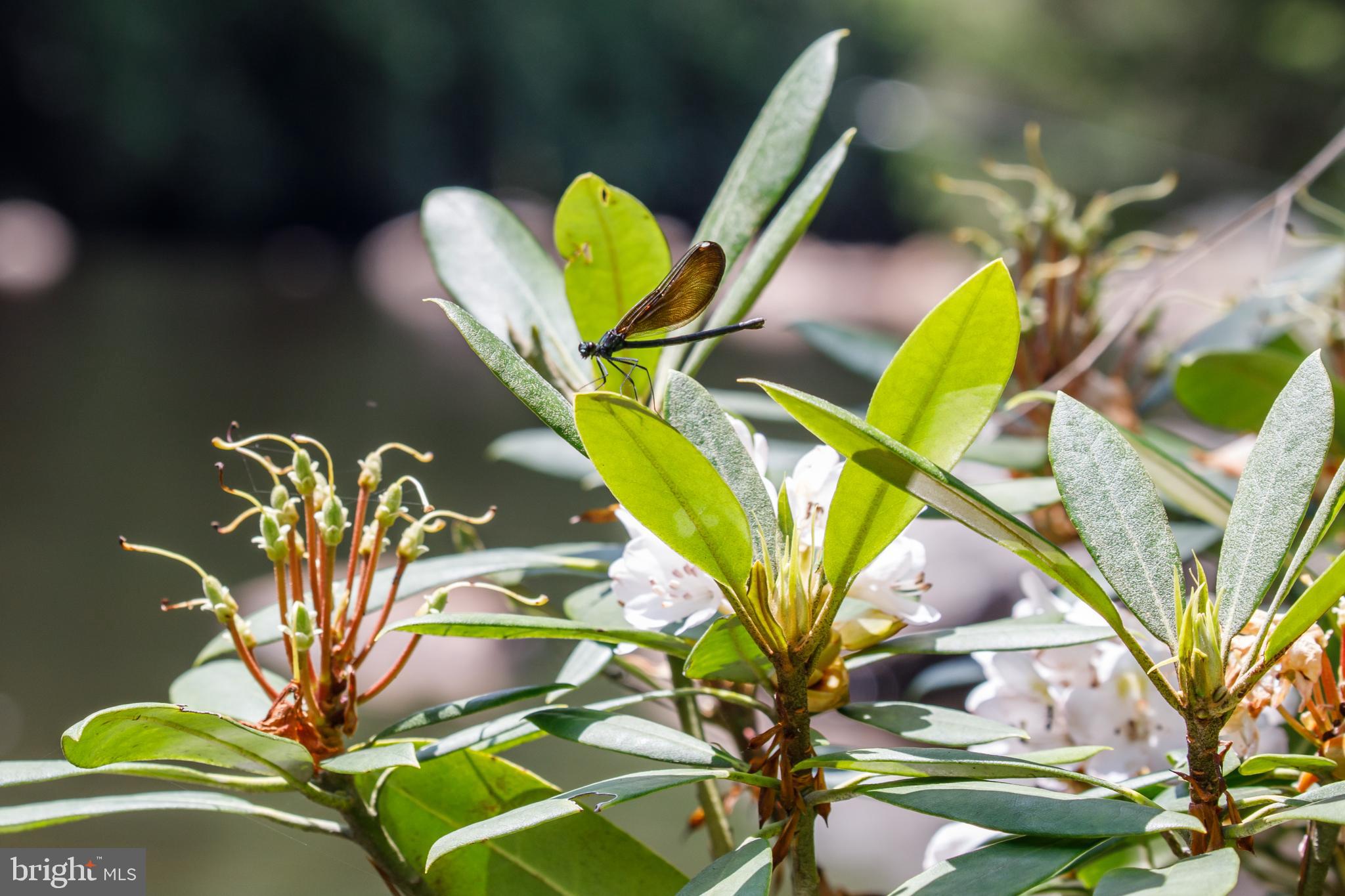 614 Graystones Jeras Road Jim Thorpe, PA 18229 - Photo 8 of 19 a view of a plant in a garden