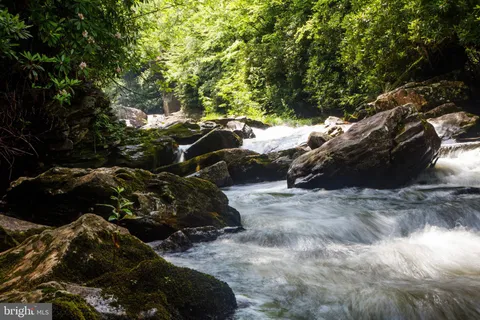a view of a forest with a tree