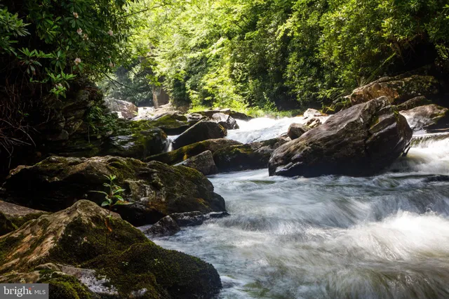 a view of a forest with a tree