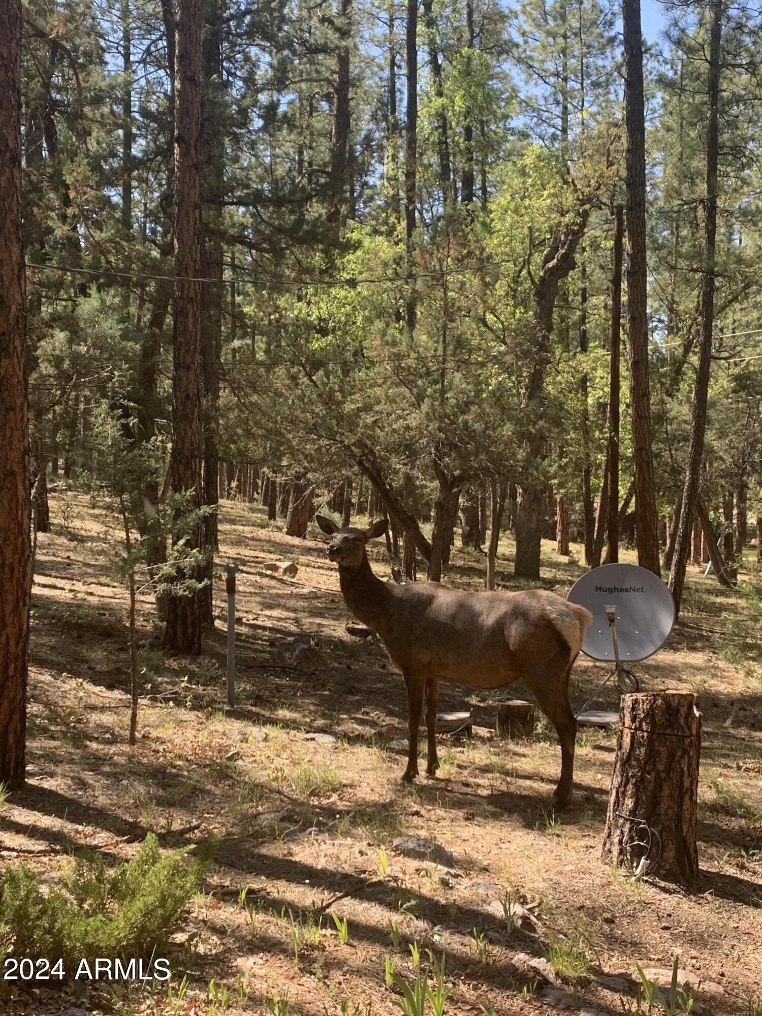 568 West Diamond Loop Payson, AZ 85541 - Photo 26 of 29 IMG_6828