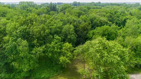 a view of a lush green forest with trees in a background