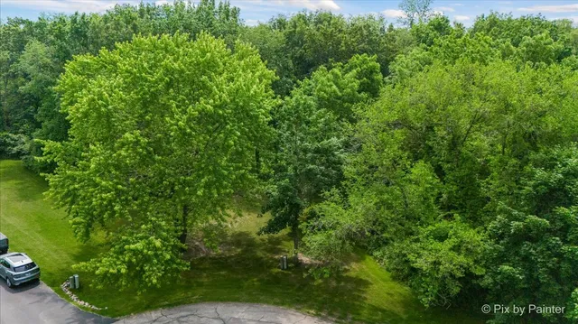 a view of a lush green forest