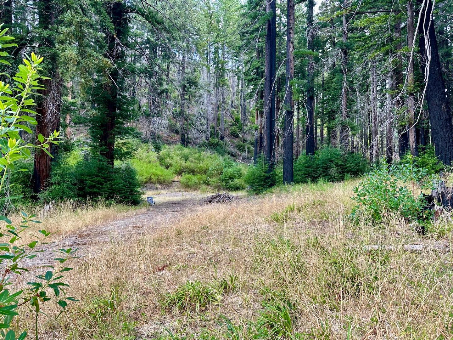 4301 Whitehouse Creek Road Pescadero, CA 94060 - Photo 1 of 23 a view of a yard with plants and large trees
