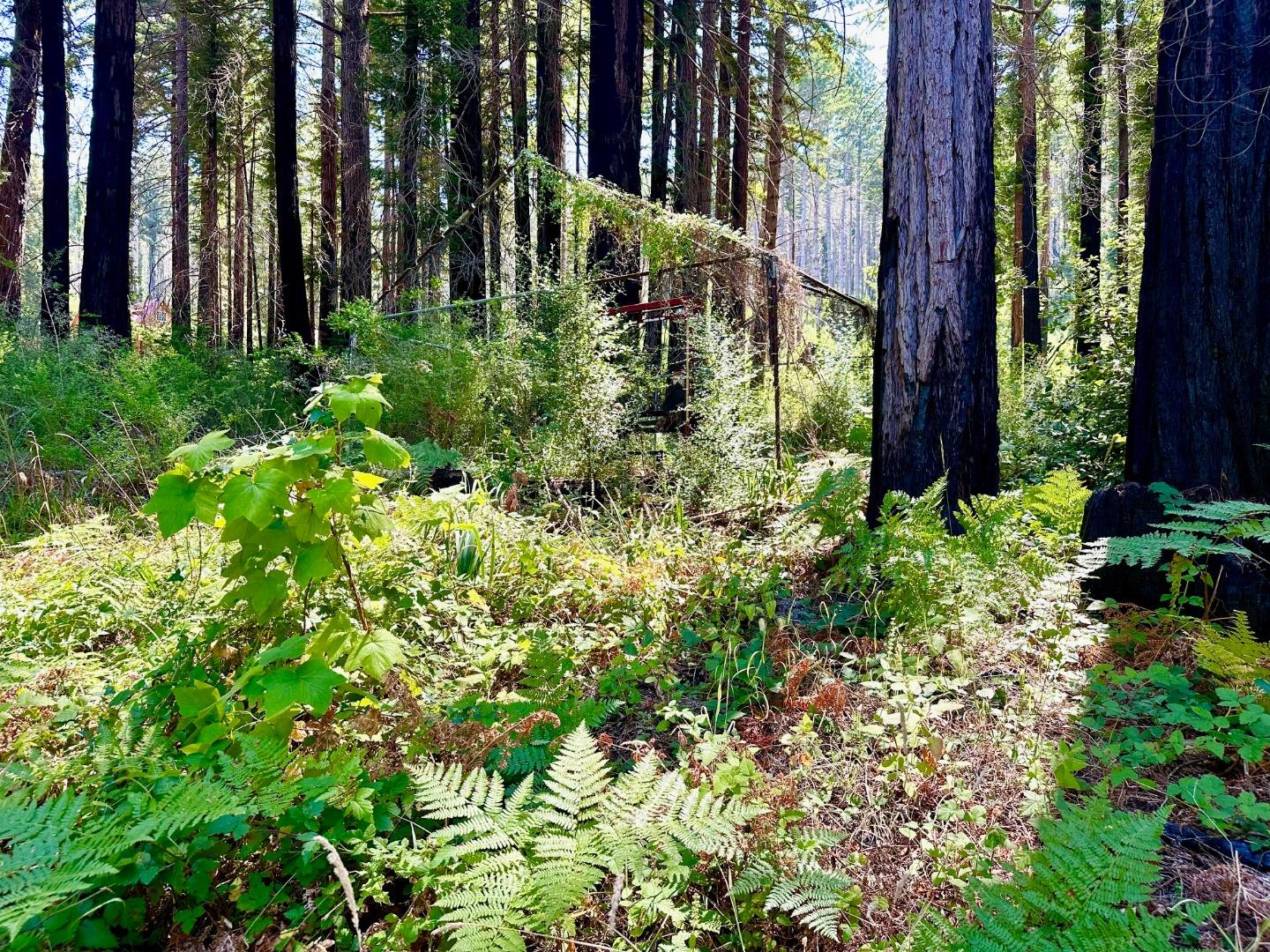 4301 Whitehouse Creek Road Pescadero, CA 94060 - Photo 15 of 23 a view of yard
