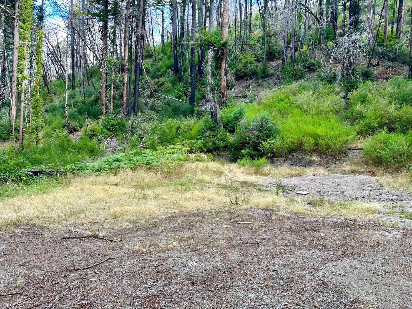 4301 Whitehouse Creek Road Pescadero, CA 94060 - Photo 5 of 23 a view of a yard with plants and large trees