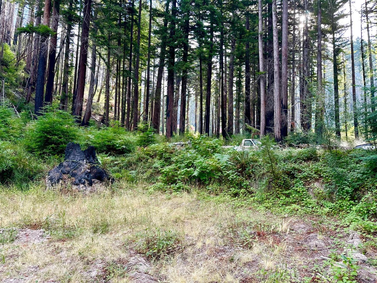 4301 Whitehouse Creek Road Pescadero, CA 94060 - Photo 6 of 23 a garden with lots of trees