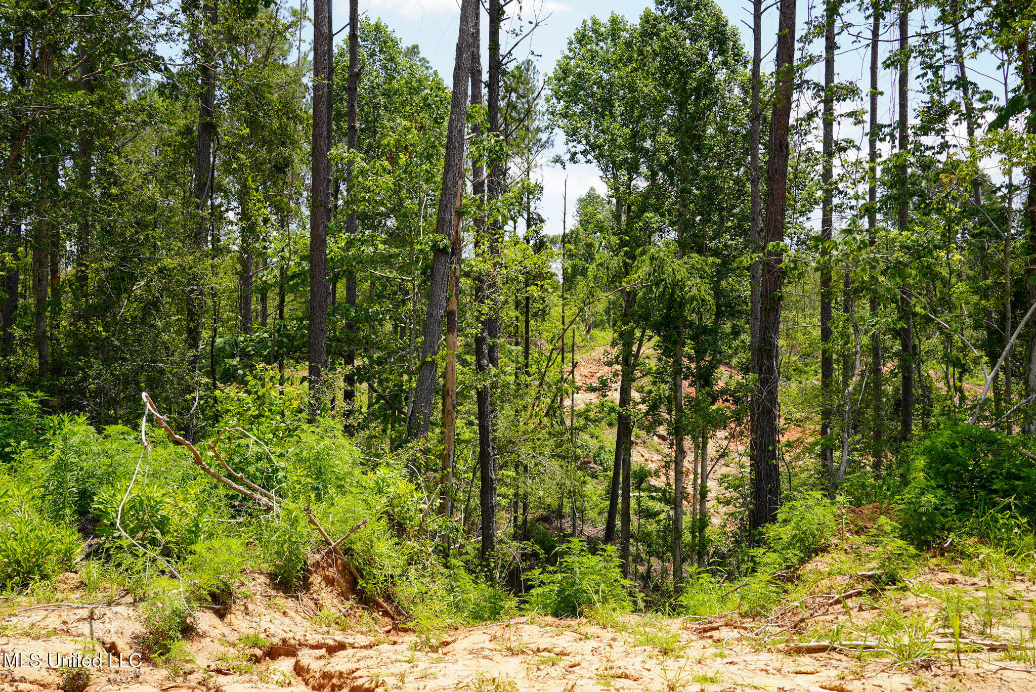 Pleasant Ridge Road Durant, MS 39063 - Photo 11 of 51 DSC01364