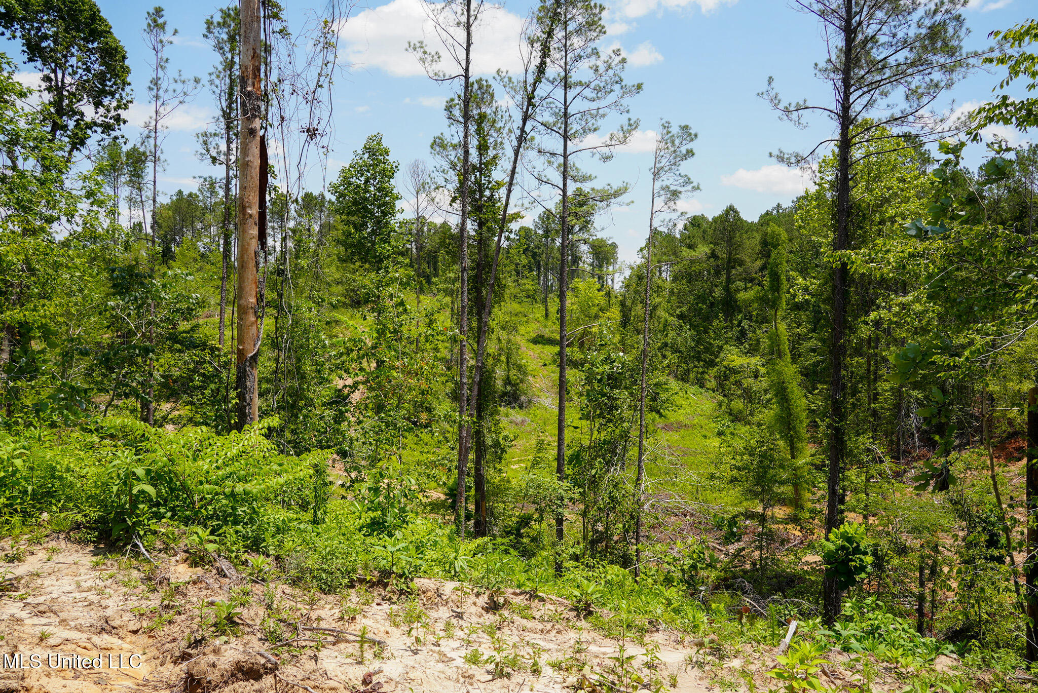 Pleasant Ridge Road Durant, MS 39063 - Photo 16 of 51 DSC01370