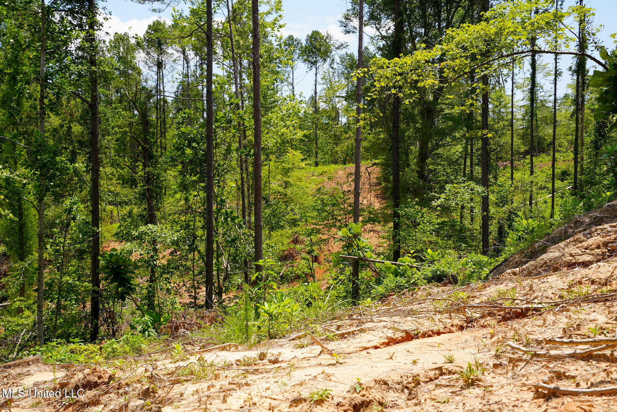 Pleasant Ridge Road Durant, MS 39063 - Photo 19 of 51 DSC01373