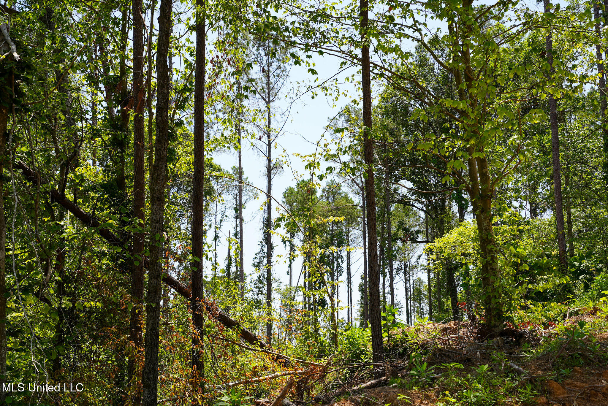 Pleasant Ridge Road Durant, MS 39063 - Photo 23 of 51 DSC01377