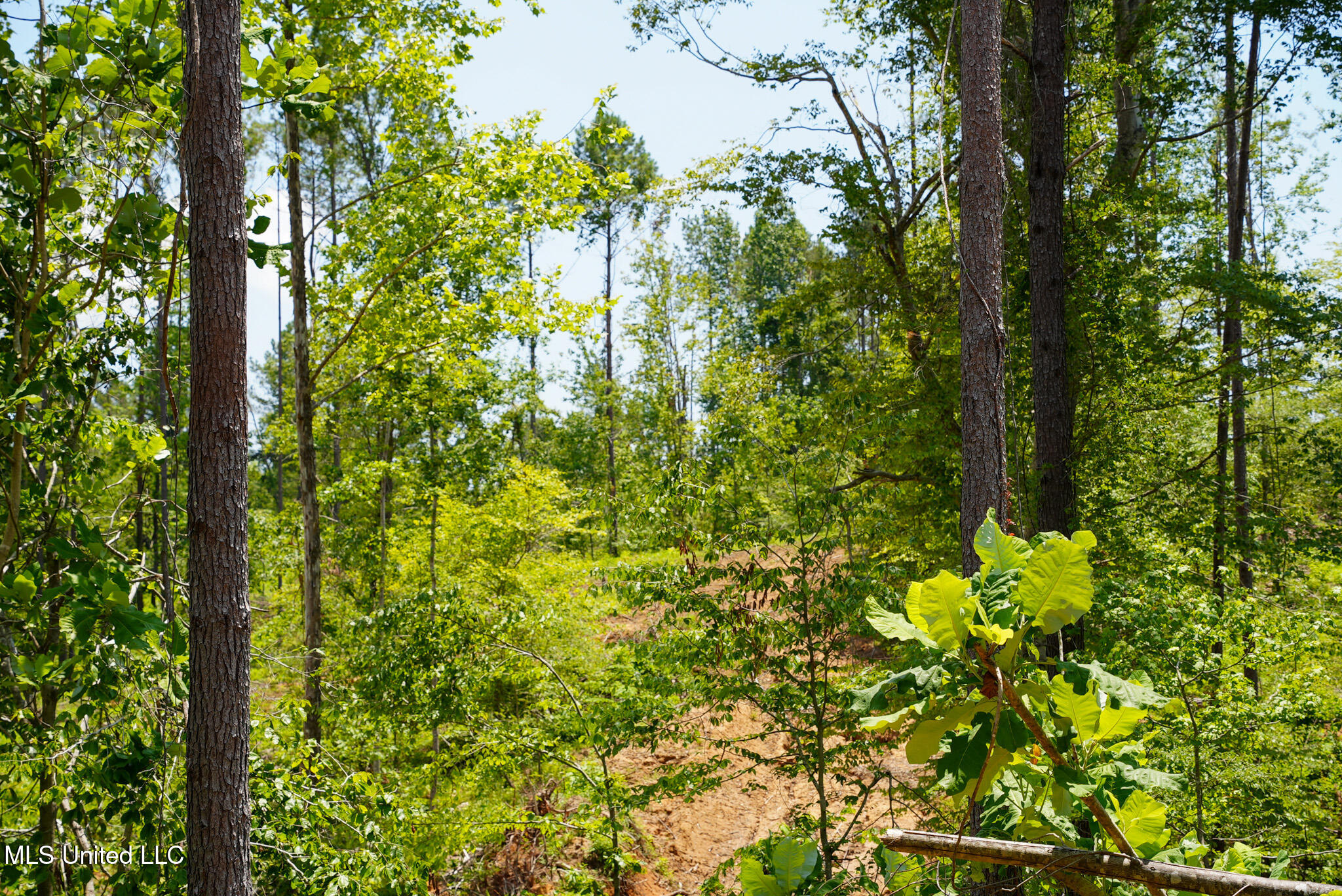 Pleasant Ridge Road Durant, MS 39063 - Photo 25 of 51 DSC01379