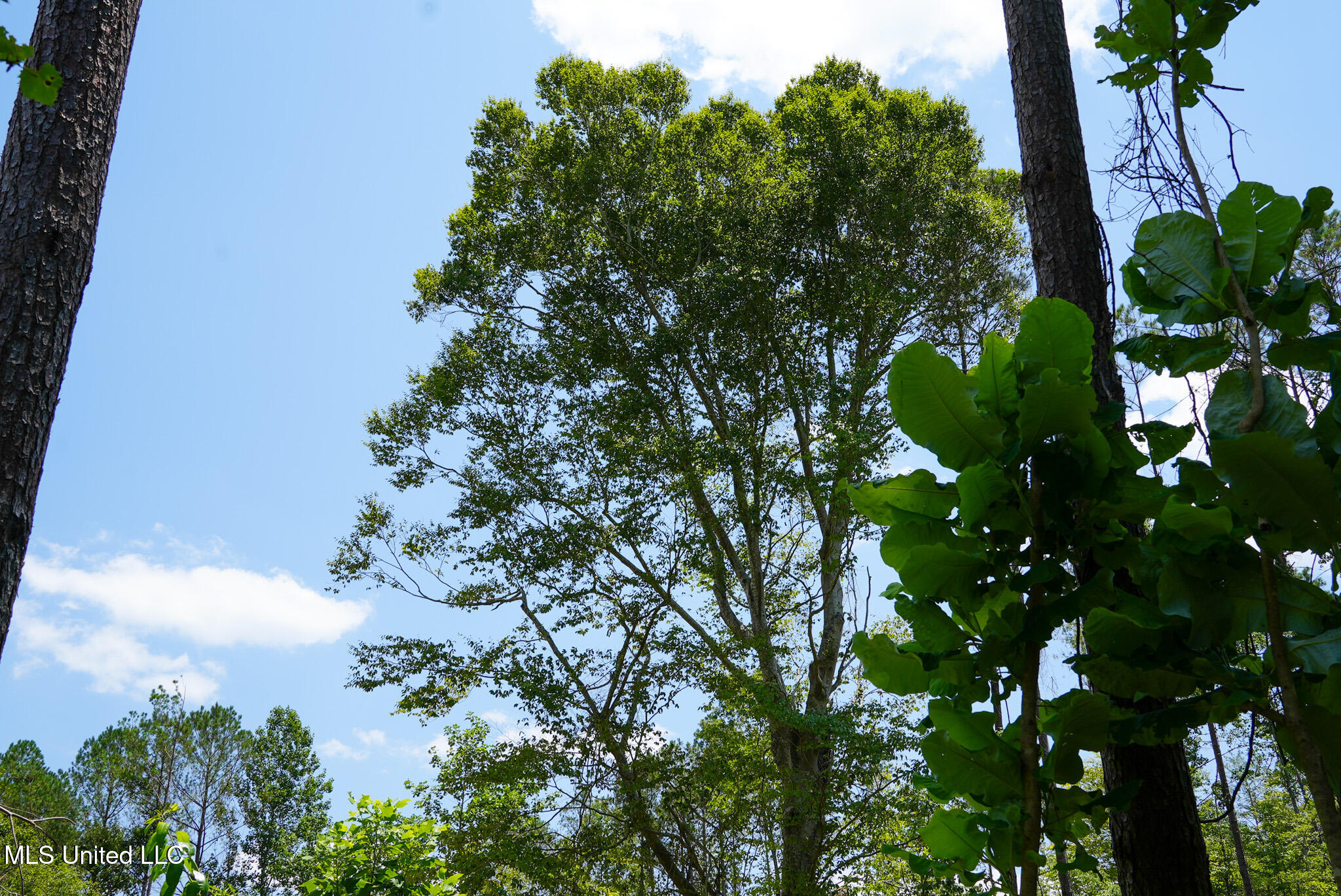 Pleasant Ridge Road Durant, MS 39063 - Photo 26 of 51 DSC01380