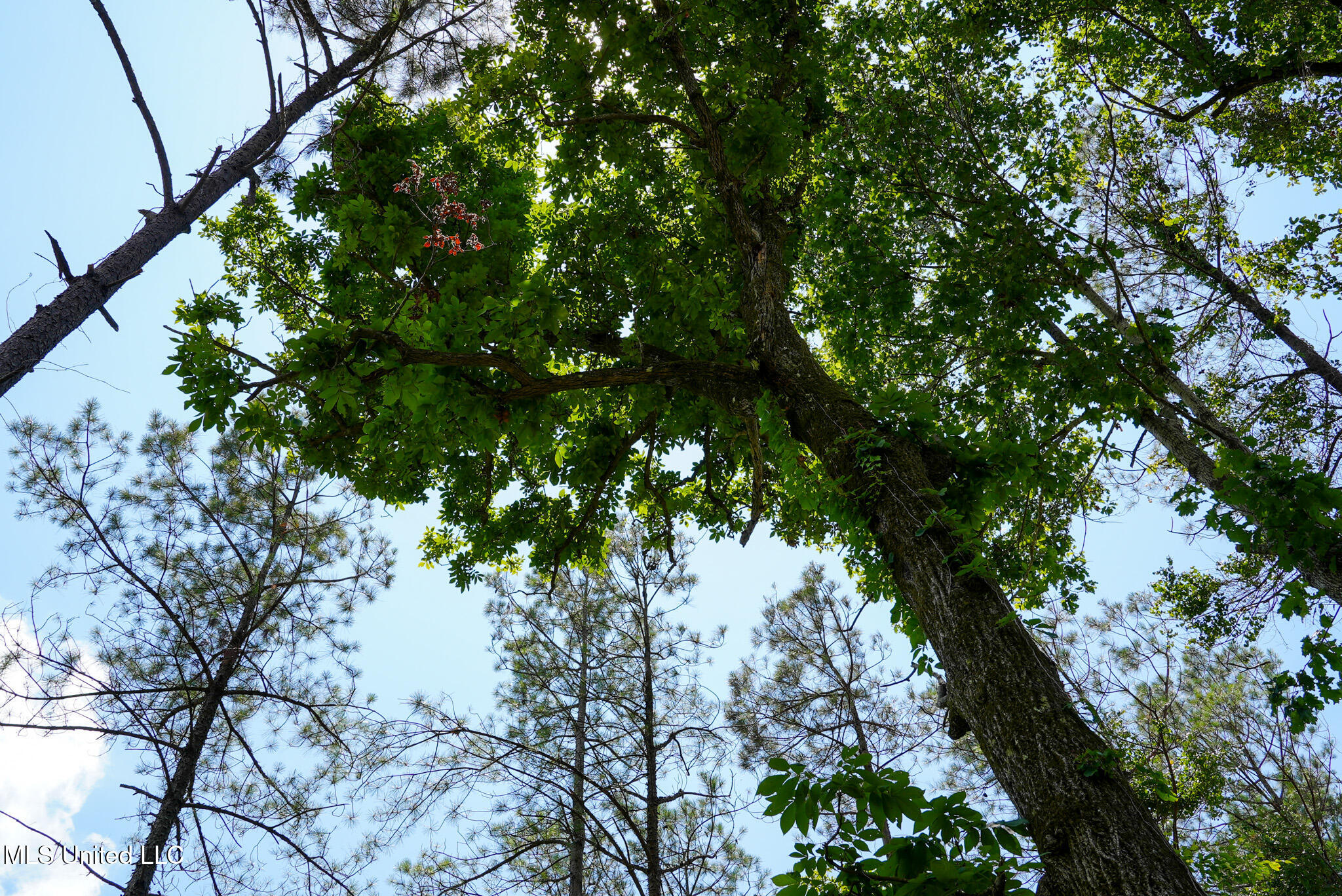 Pleasant Ridge Road Durant, MS 39063 - Photo 28 of 51 DSC01382