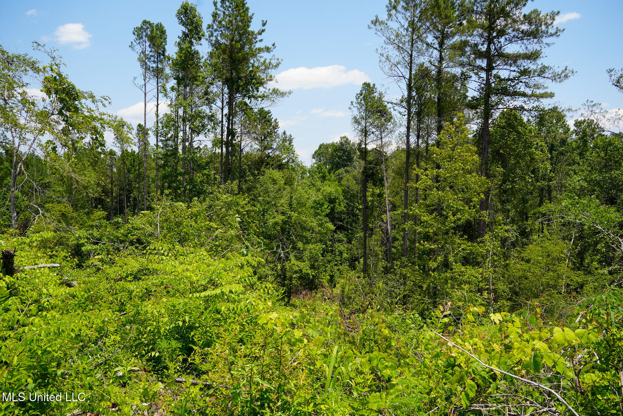 Pleasant Ridge Road Durant, MS 39063 - Photo 41 of 51 DSC01395