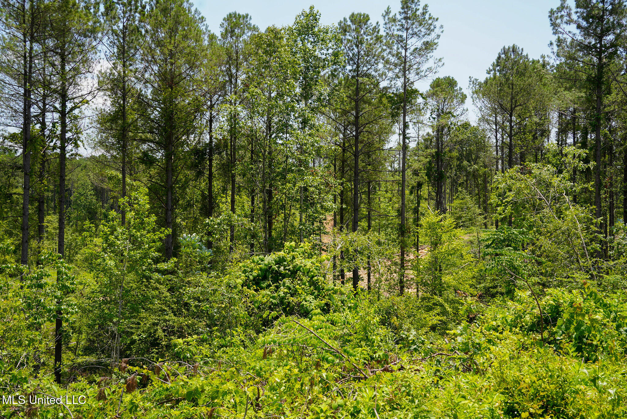 Pleasant Ridge Road Durant, MS 39063 - Photo 42 of 51 DSC01396