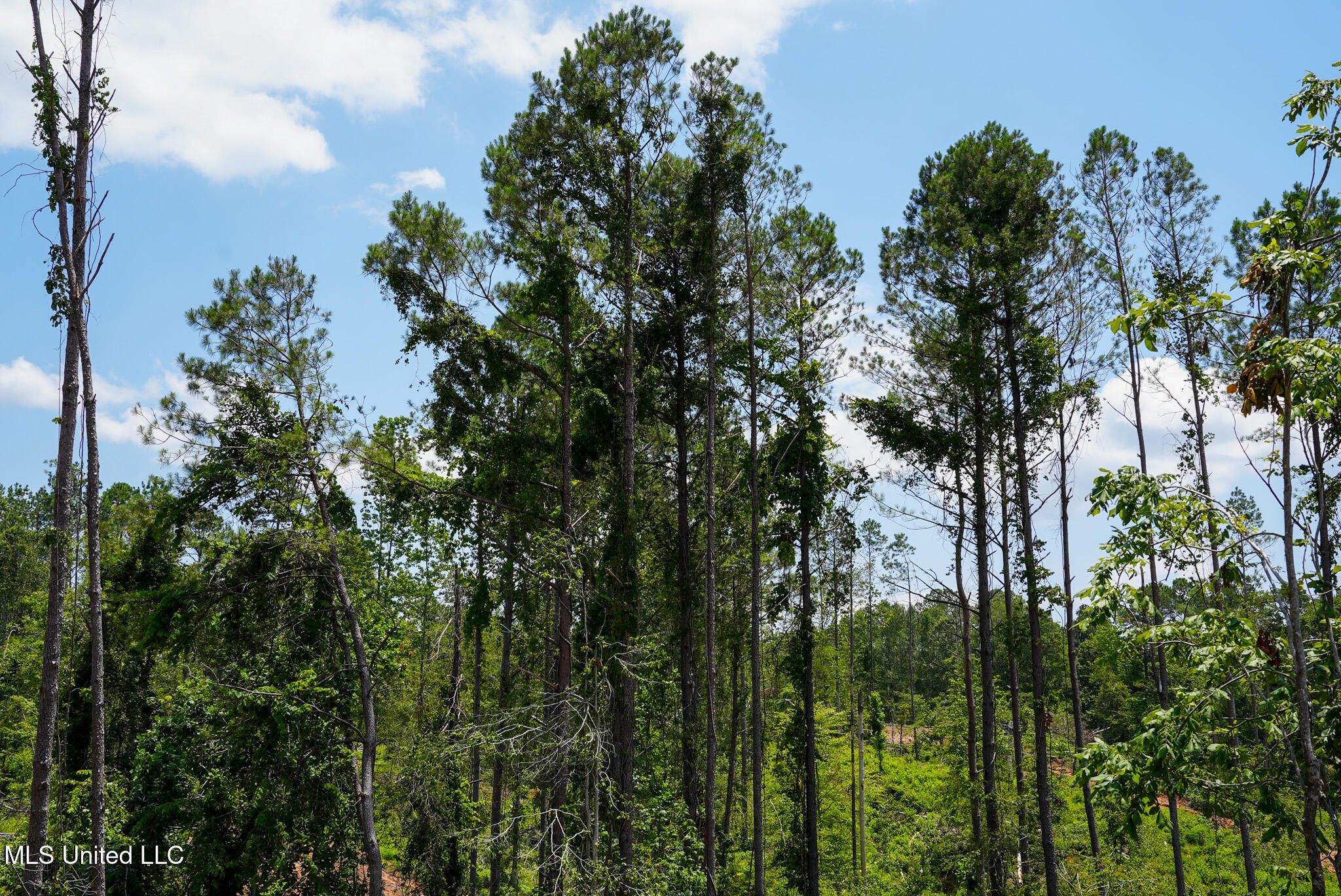 Pleasant Ridge Road Durant, MS 39063 - Photo 8 of 51 DSC01361