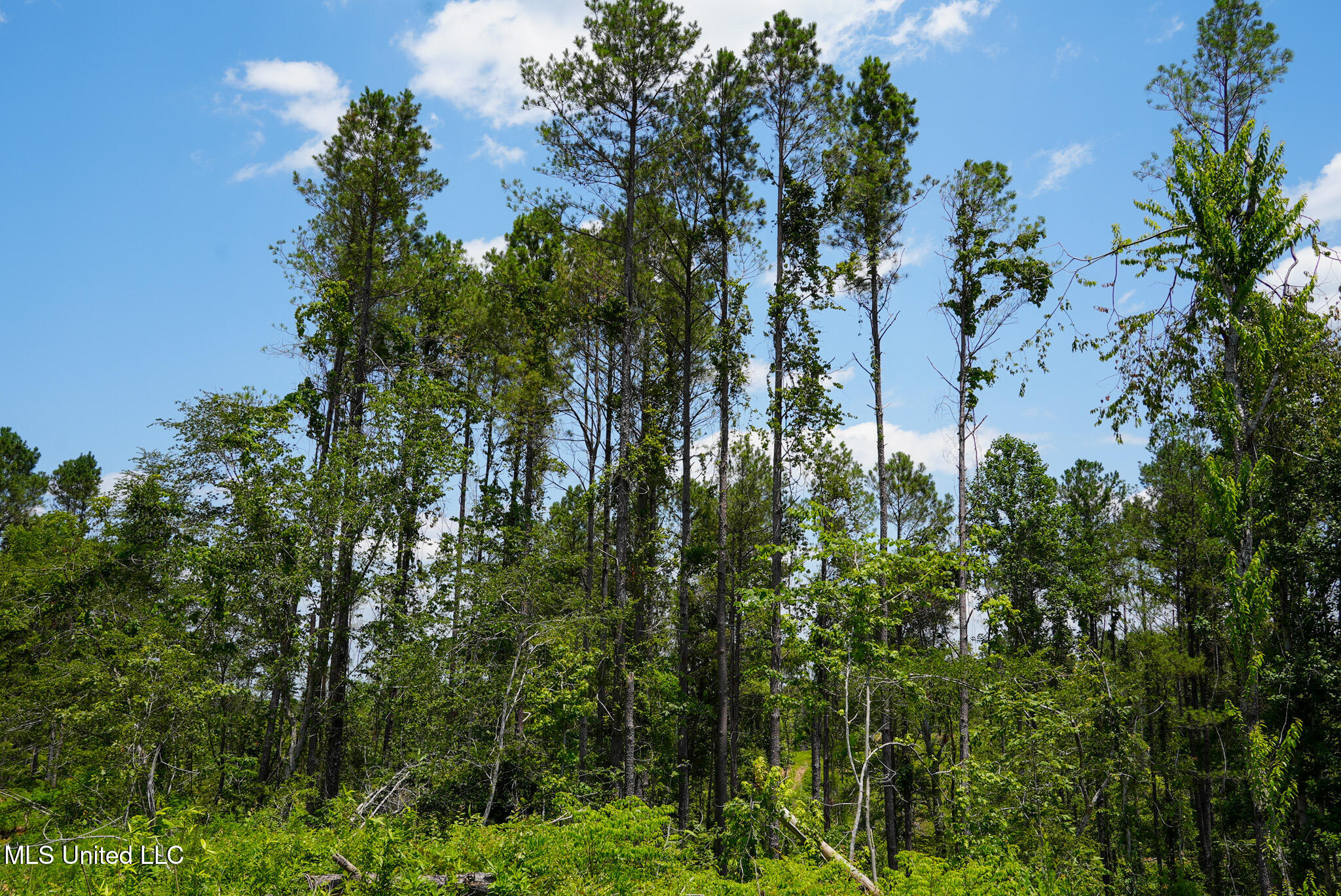 Pleasant Ridge Road Durant, MS 39063 - Photo 9 of 51 DSC01362