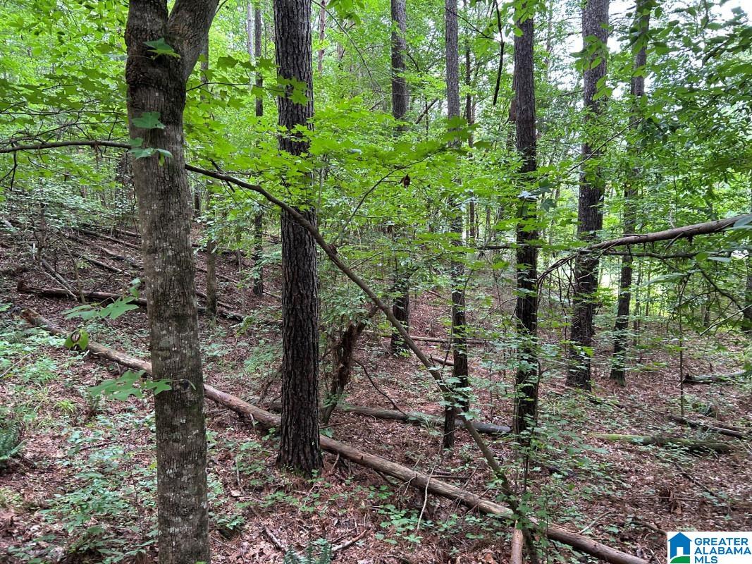 11306 Joe Namath Road, Unit 1 Northport, AL 35475 - Photo 3 of 6