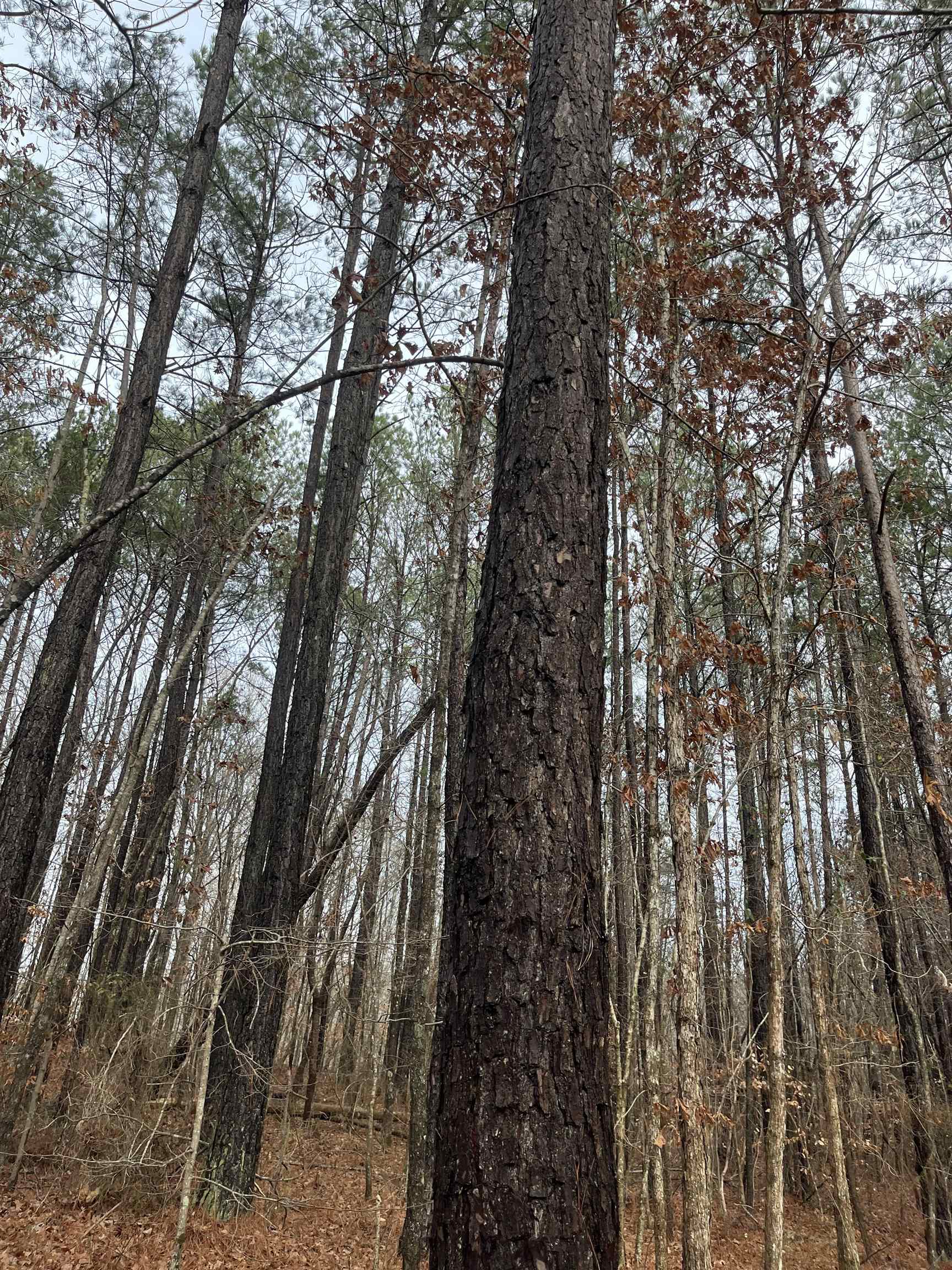 0 Cr 324 Road West Iuka, MS 38852 - Photo 7 of 10 View of nature