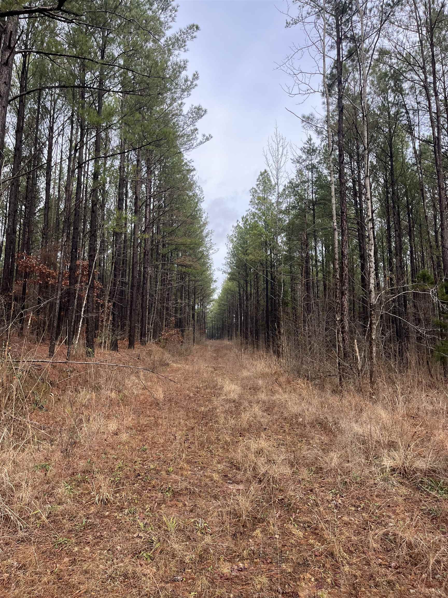 0 Cr 324 Road West Iuka, MS 38852 - Photo 8 of 10 a view of backyard with green space